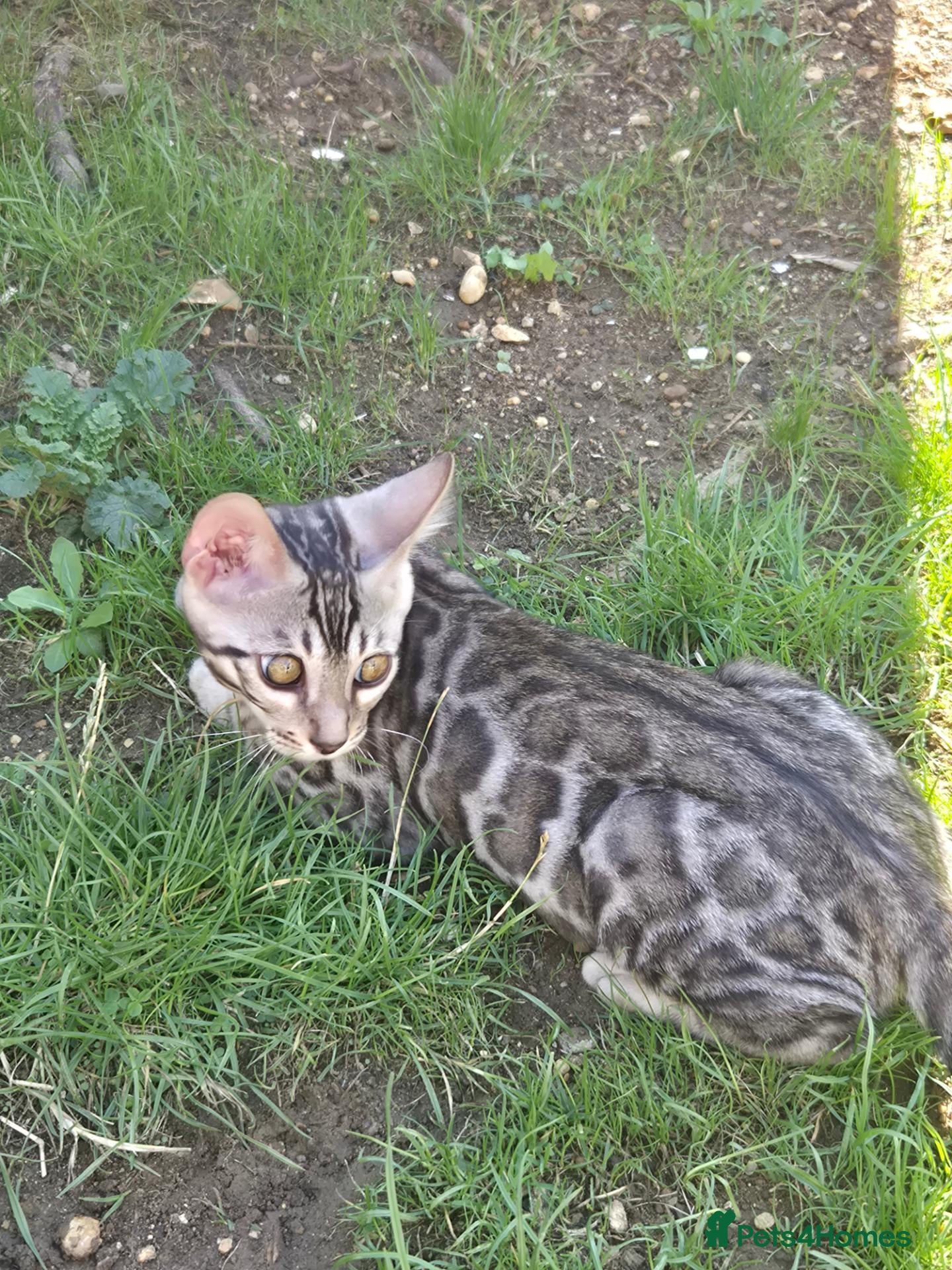 Bengal cats 🥰 Only 2 Bengal Kittens Left – Don’t Miss Out!”🫶 - Advert 2
