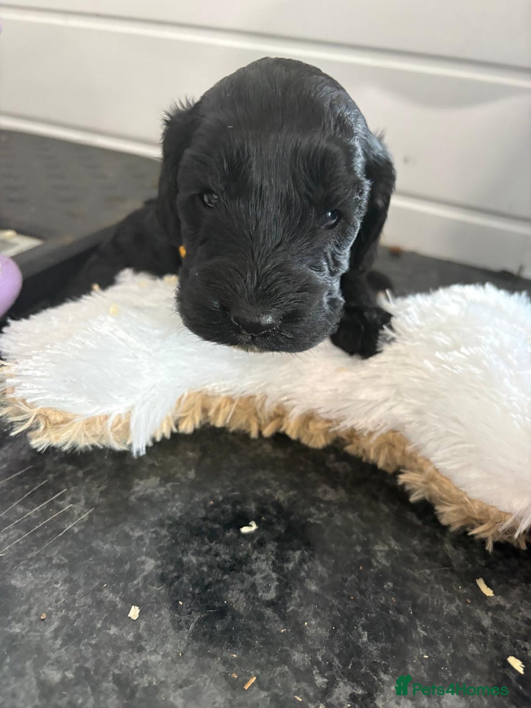 Cockapoo dogs for sale: 5 cockapoo puppy ready 13nov  - Image 21