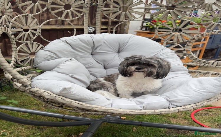 Mixed Breed dogs Shihpoo puppies  - Advert 1