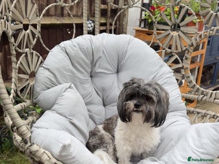 Mixed Breed dogs Shihpoo puppies - Advert 8