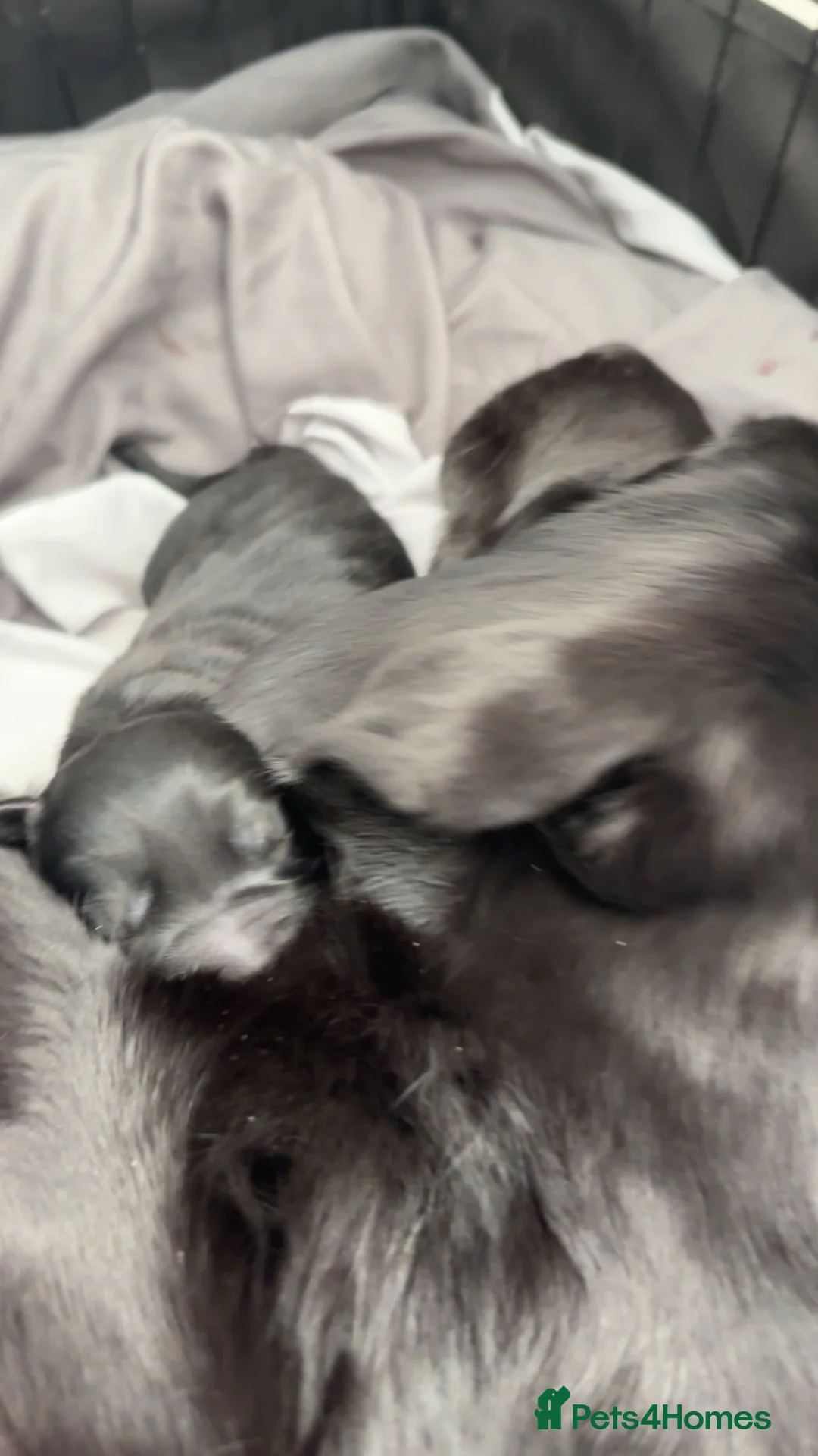 Sheprador dogs for sale: Gorgeous Sheprador! - Advert 1