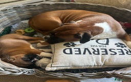 Boxer dogs for sale: Boxer puppy Girl for sale-adorable and cute  - Image 6