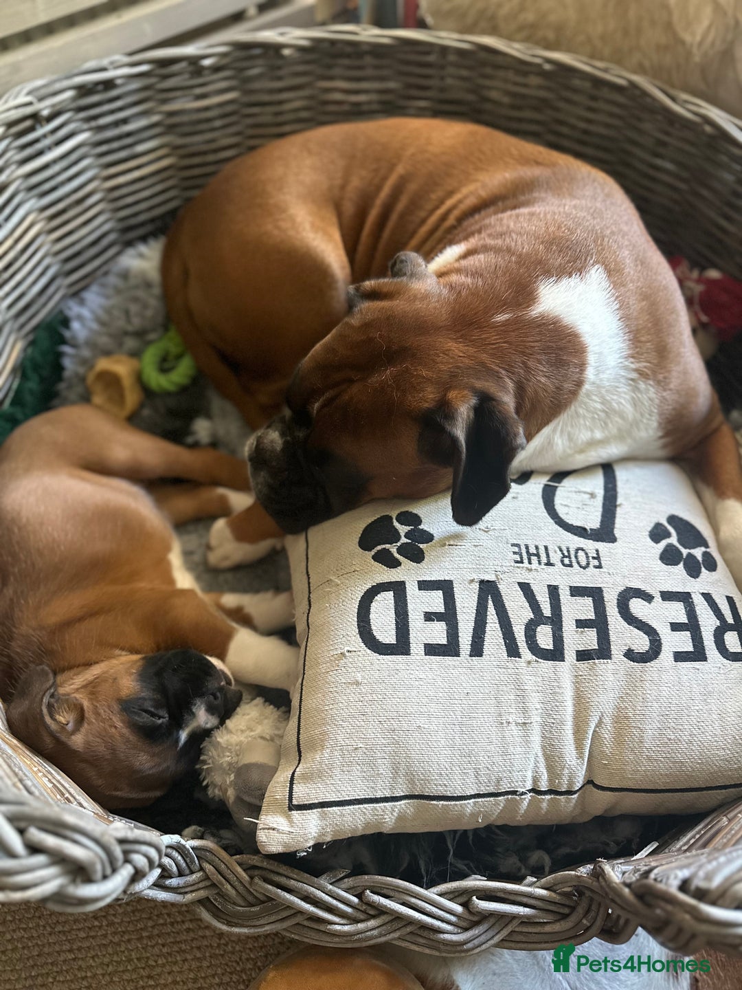 Boxer dogs for sale: Boxer puppy Girl for sale-adorable and cute  - Image 6