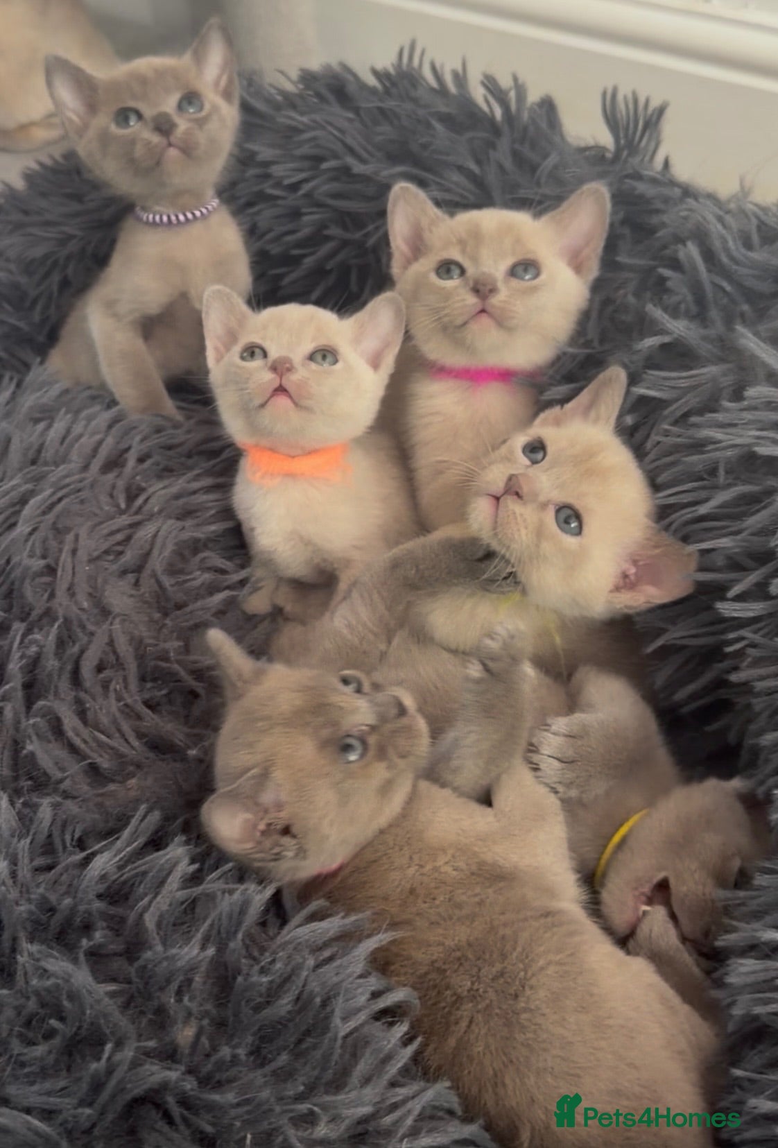 Burmese cats GCCF registered - Home Raised Burmese Kittens - Advert 1