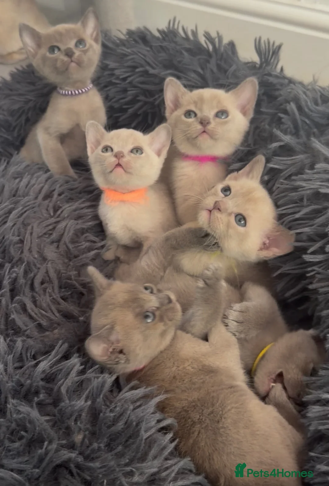 Burmese cats for sale: GCCF registered - Home Raised Burmese Kittens - Advert 1
