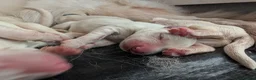 German Shepherd dogs for sale: Beautiful White Pedigree German Shepherd Puppies - Advert 2