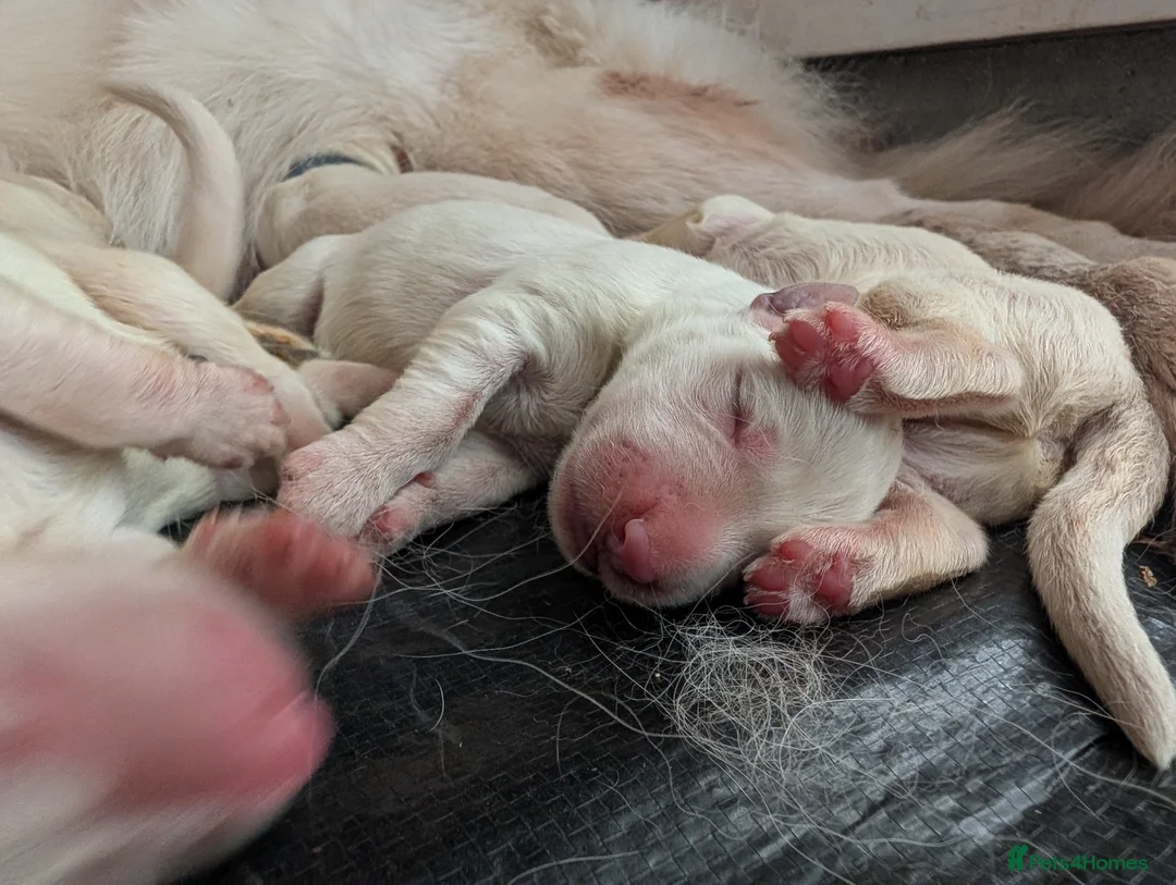 German Shepherd dogs for sale: Beautiful White Pedigree German Shepherd Puppies - Advert 2