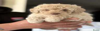 Cockapoo 1