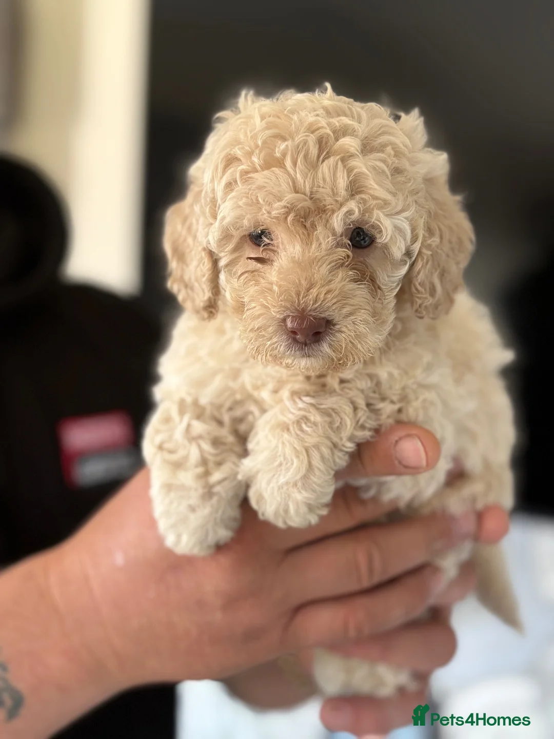 Cockapoo dogs for sale: F1b cockapoo  in Darlington - Advert 2