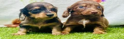 Miniature Dachshund dogs for sale: Long haired miniature dachshund girls - Advert 1