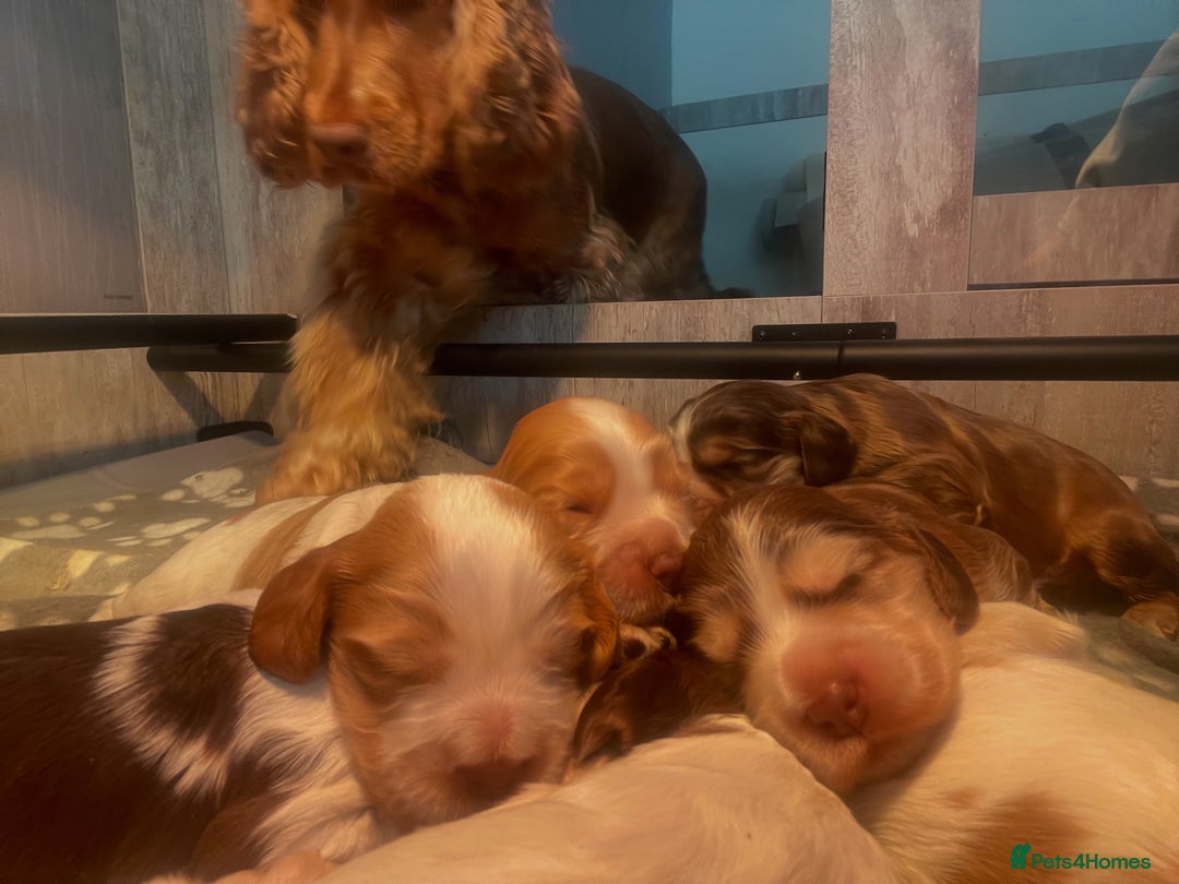 Cocker Spaniel dogs for sale: Show type cocker spaniels  - Image 31