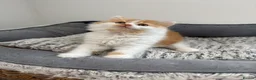 British Longhair cats for sale:     🤎 British Longhair Boys Ready End July in Beverley - Advert 4