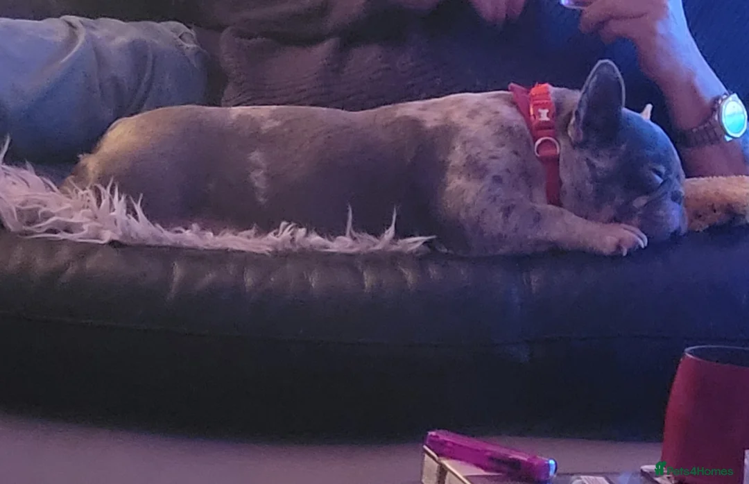 French Bulldog dogs for sale: Meet this 2 yr old beautiful little frenchie - Advert 3