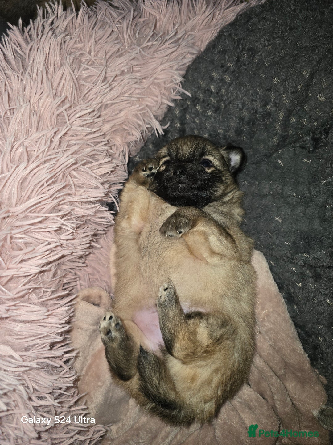 Mixed Breed dogs for sale: Pomspitz puppies  - Advert 8