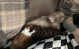 Shihpoo dogs for sale: Adorable Shih Tzu x Toy Poodle (Shih-Poo) Puppies - Image 9