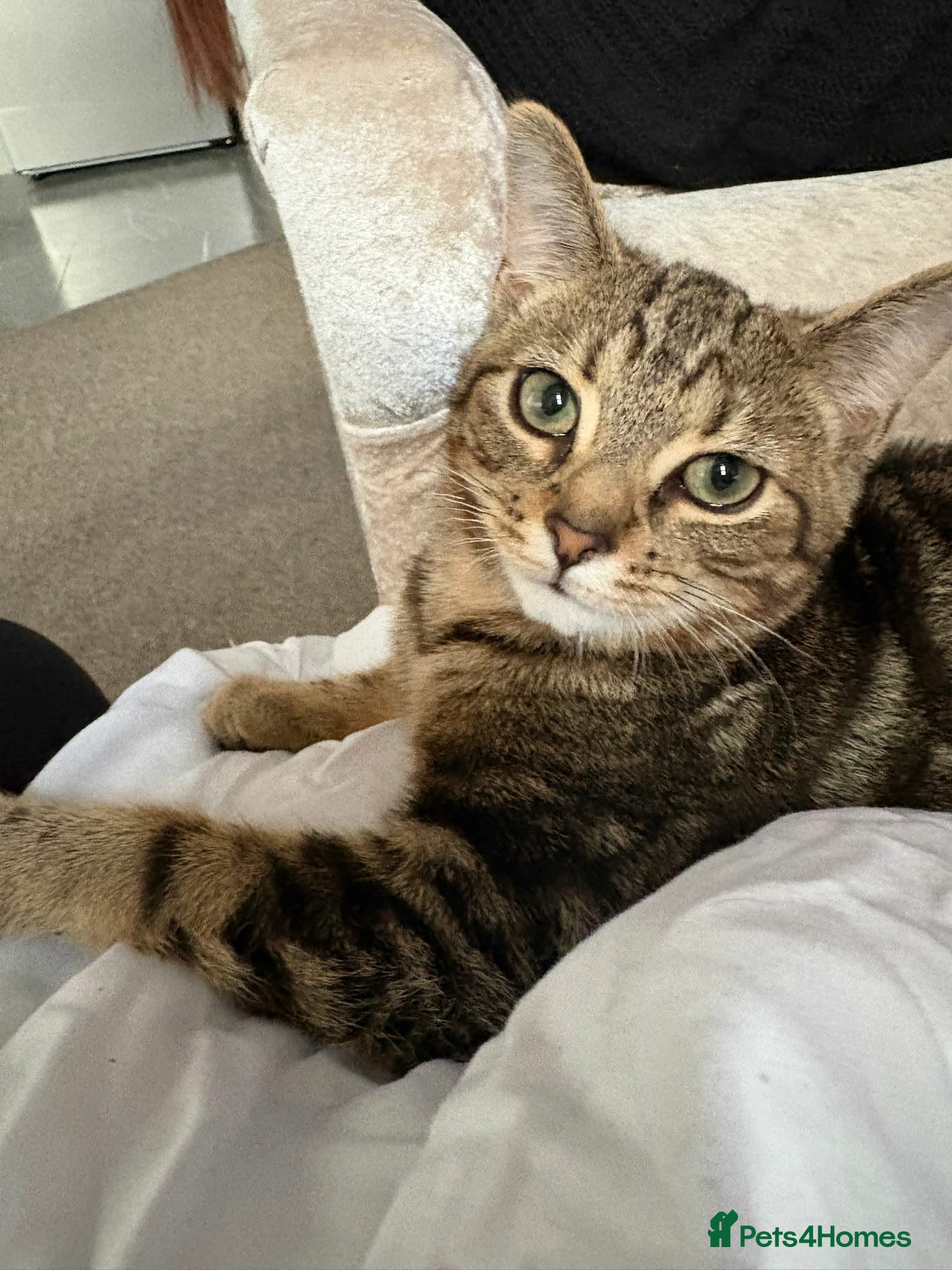 British Shorthair cats British shorthair tabby - Advert 1
