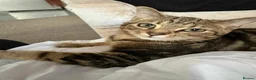 British Shorthair cats for sale: British shorthair tabby - Advert 1