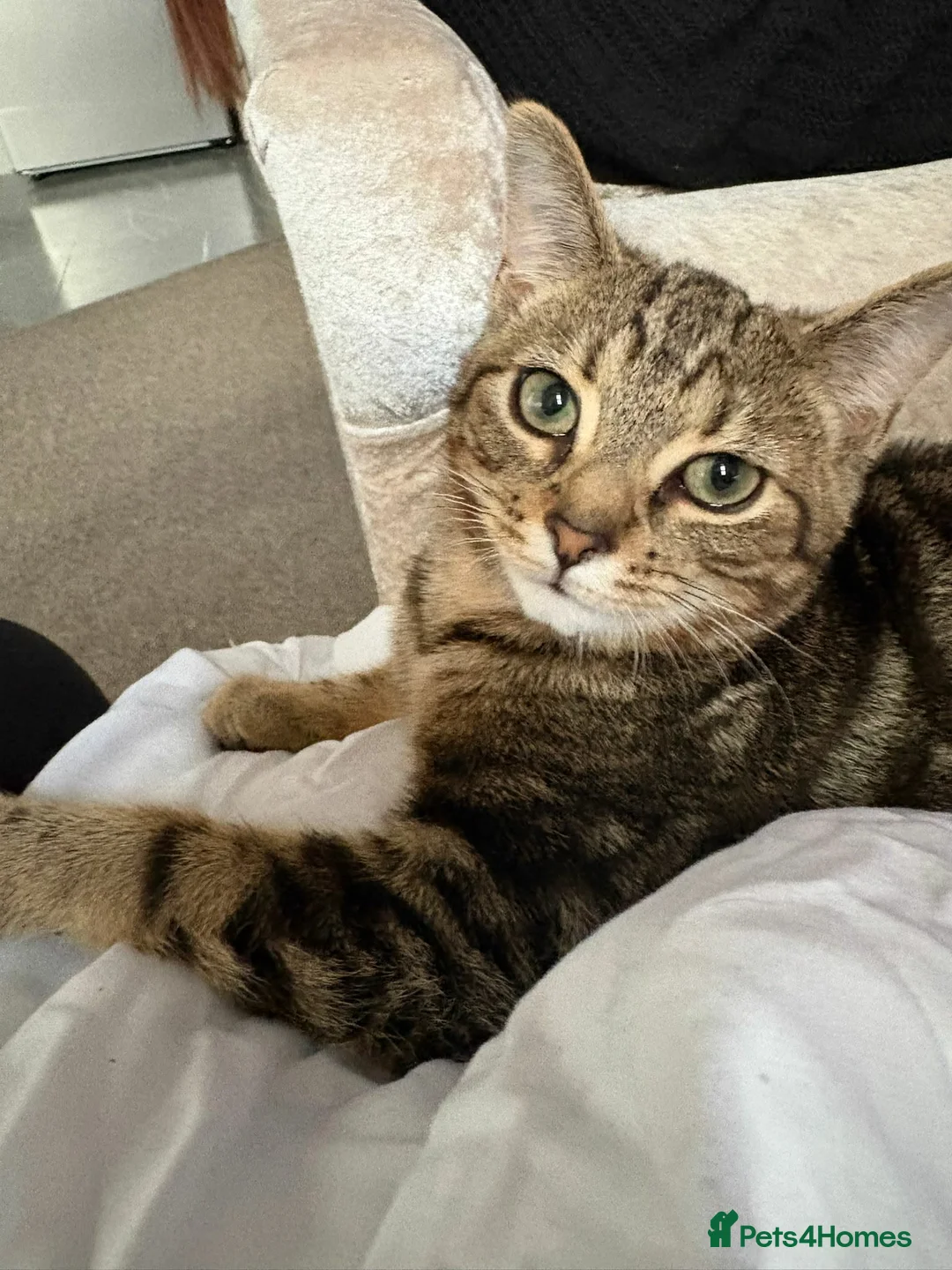 British Shorthair cats for sale: British shorthair tabby - Advert 1