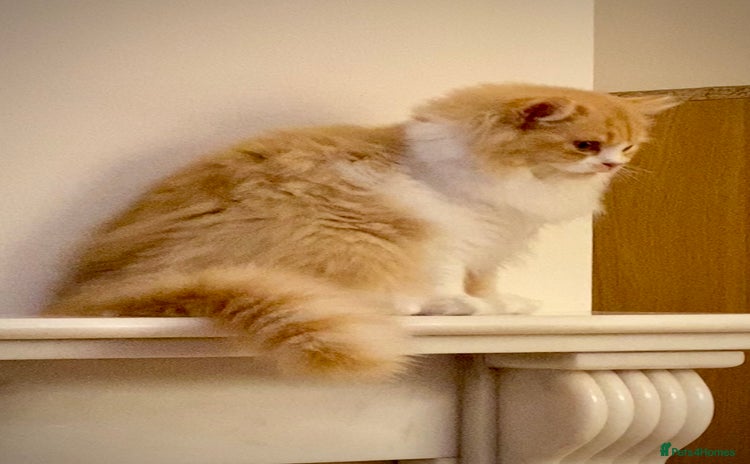 British Longhair cats - Advert 14