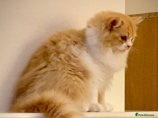 British Longhair cats - Advert 28