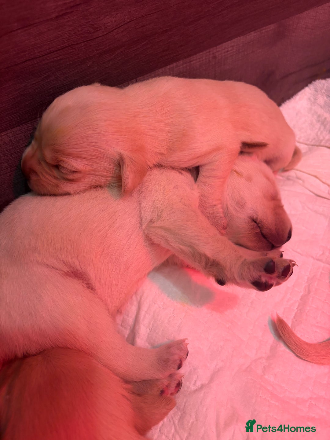 Labrador Retriever dogs for sale: 9 STUNNING YELLOW LABRADORS  - Advert 9