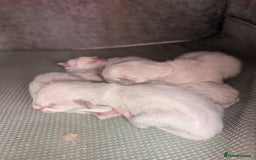 Ragdoll cats for sale: Ragdoll - home reared kittens - Image 3