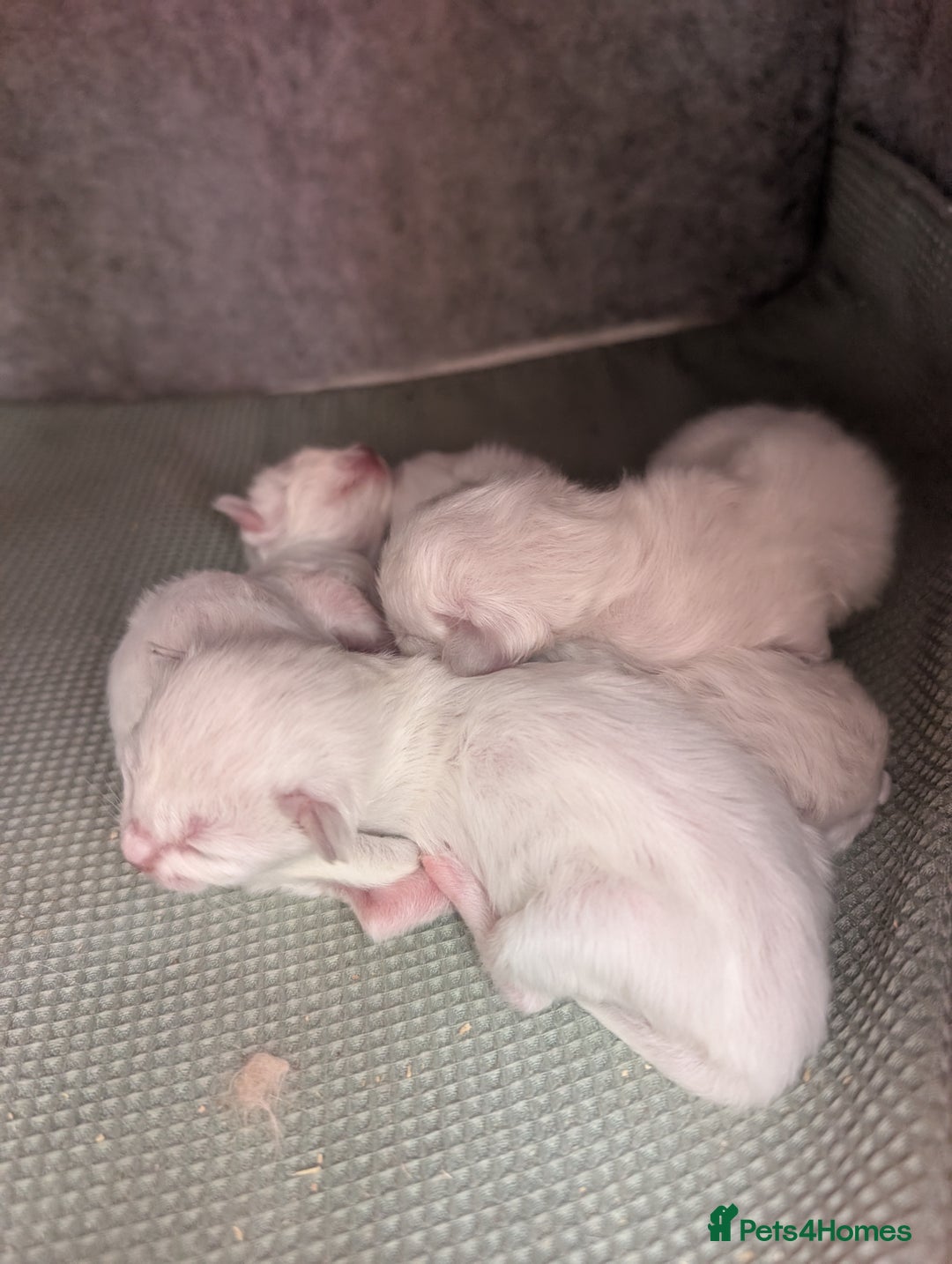 Ragdoll cats for sale: Ragdoll - home reared kittens - Image 3