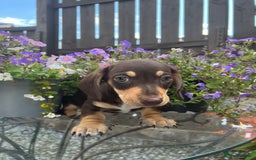 Miniature Dachshund dogs for sale: Stunning Miniature Dachshund Puppies  - Image 10