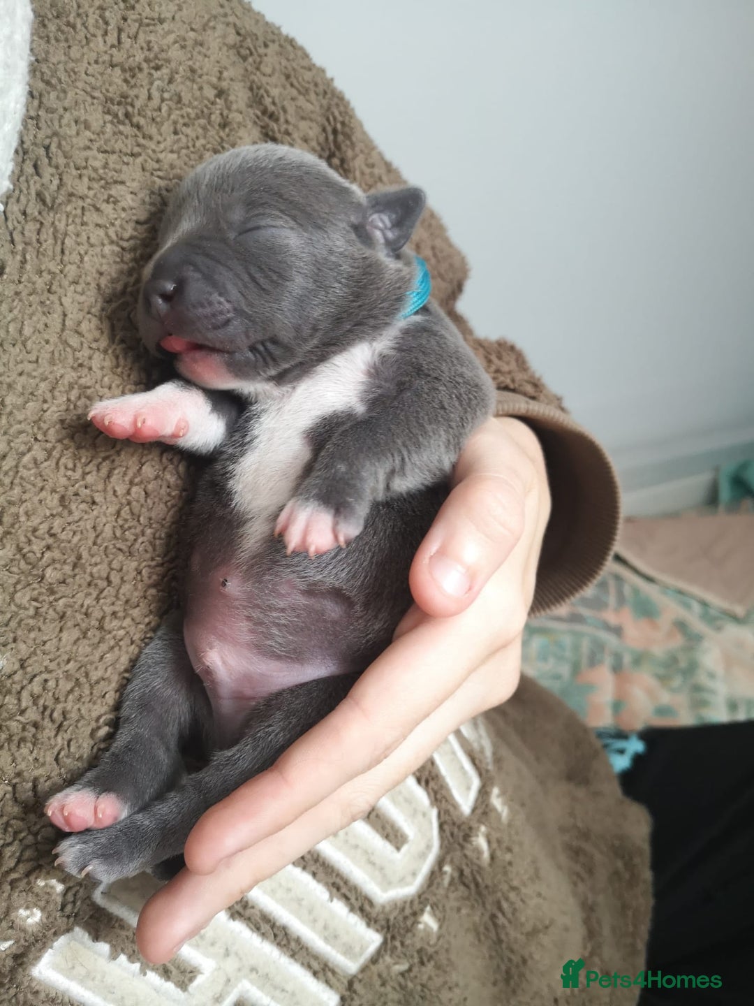 Staffordshire Bull Terrier dogs for sale: For Sale Blue Staffies/ Blue Staffordshire  - Image 22