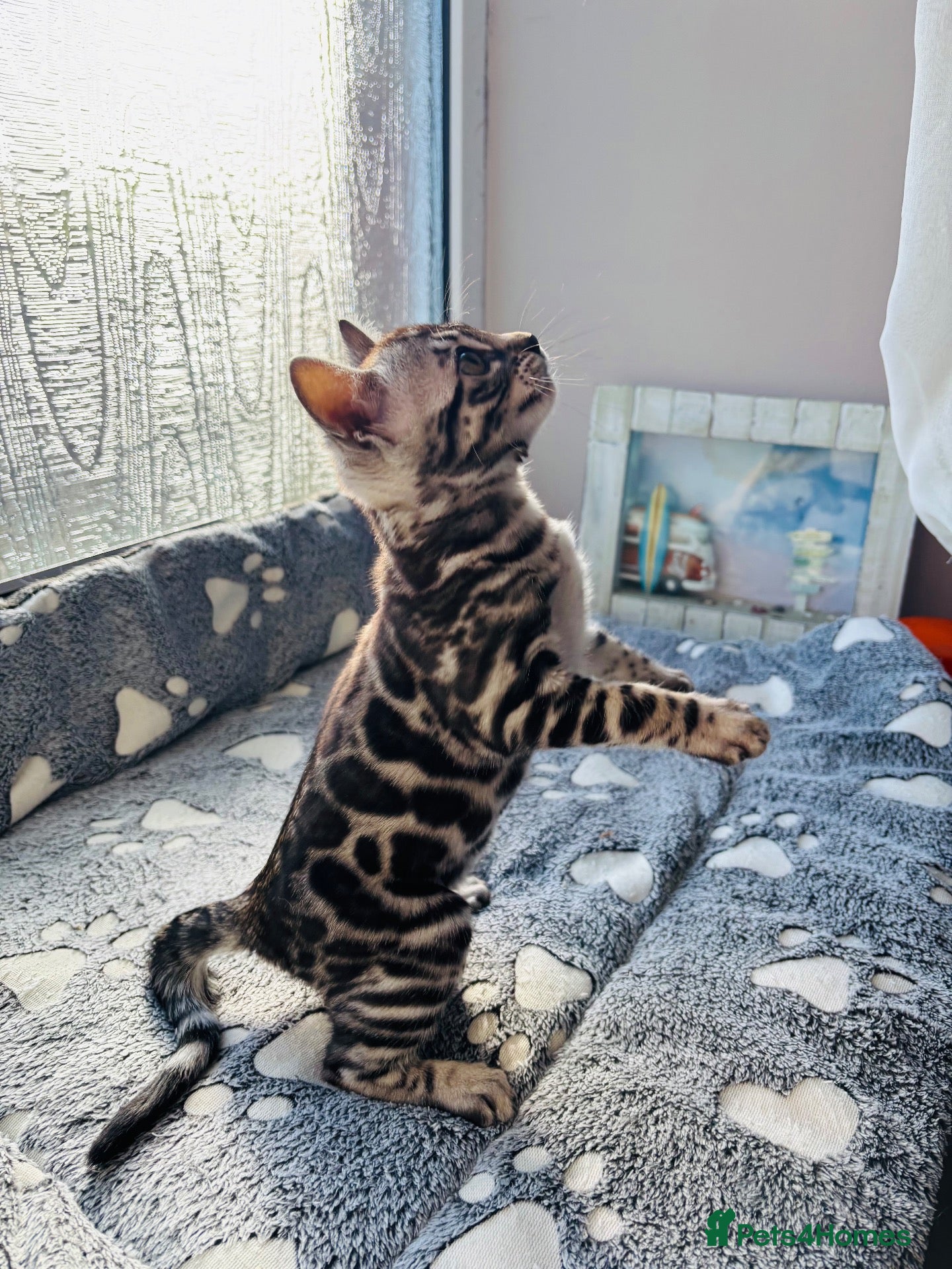 Bengal cats Stunning pedigree Bengal kitten only one left  - Advert 2