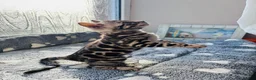 Bengal cats for sale: Stunning pedigree Bengal kitten only one left  - Advert 2