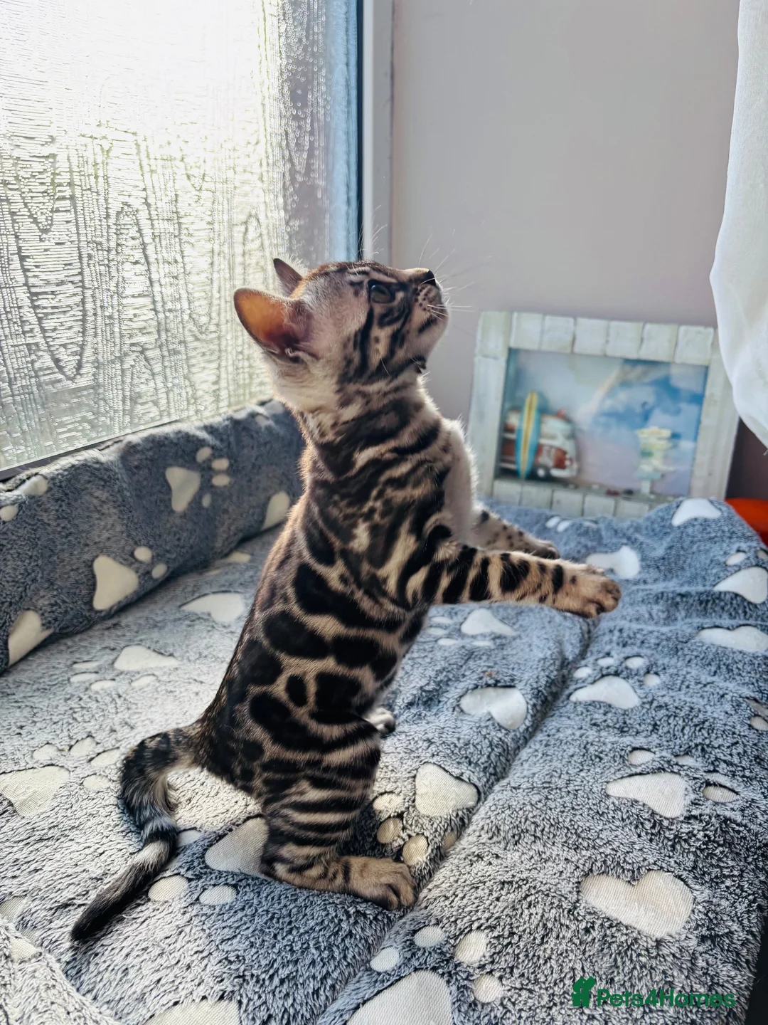 Bengal cats for sale: Stunning pedigree Bengal kitten only one left  - Advert 2