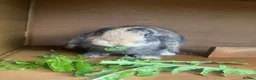 Mini Lop rabbits for sale: Gorgeous male lop bunny  in Keighley - Advert 4