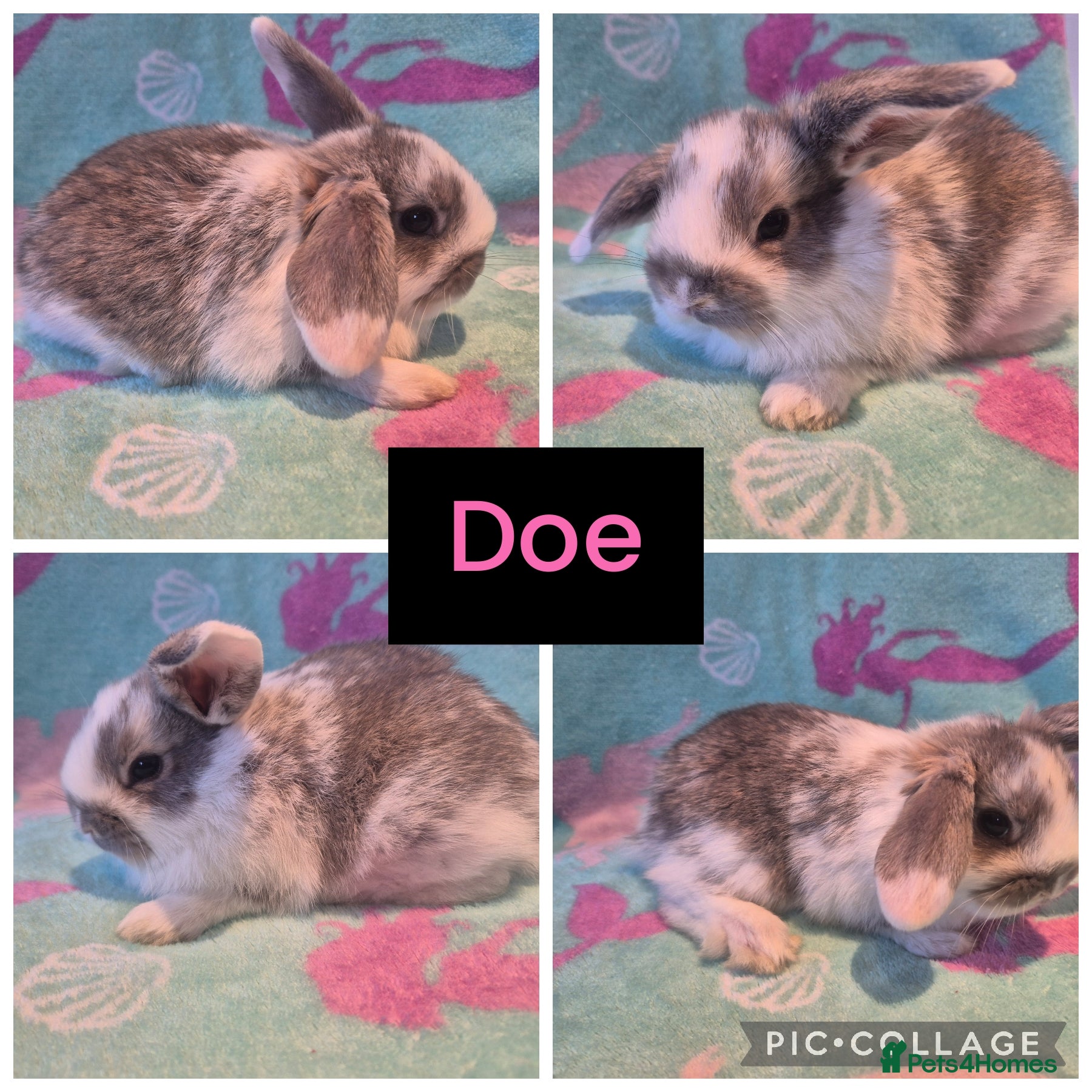 Mini Lop rabbits Beautiful litter of 10 mini lops - Advert 2
