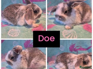 Mini Lop rabbits Beautiful litter of 10 mini lops - Advert 2