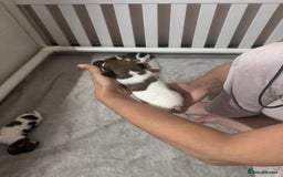 Jack Russell dogs for sale: 5 Jack Russel Puppies - Image 8