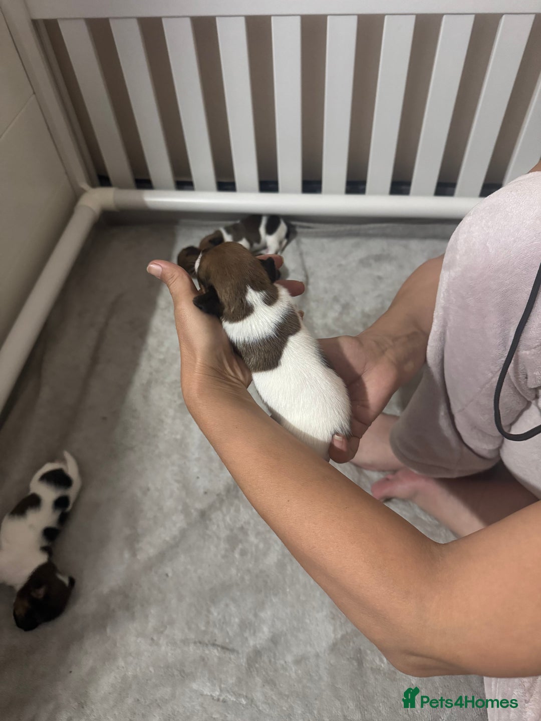 Jack Russell dogs for sale: 5 Jack Russel Puppies - Image 8