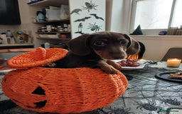 Dachshund dogs for sale: Miniature short hair daschund puppies  - Image 1