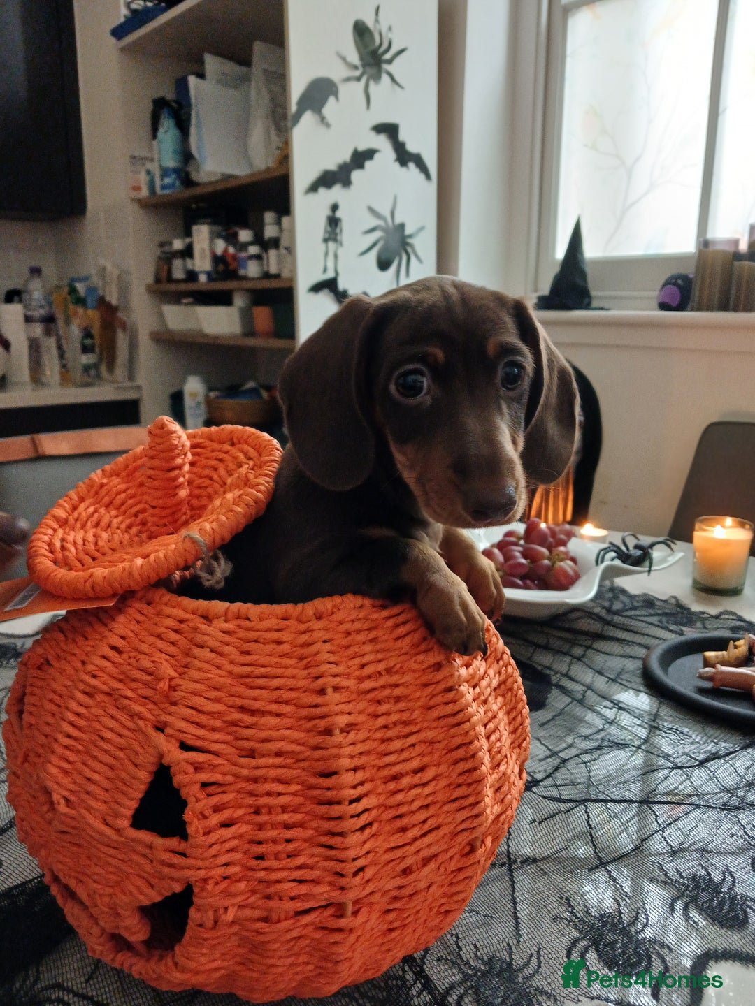 Dachshund dogs for sale: Miniature short hair daschund puppies  - Image 1