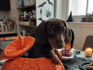 Dachshund dogs - Advert 7
