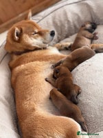 Japanese Shiba Inu dogs - Advert 3