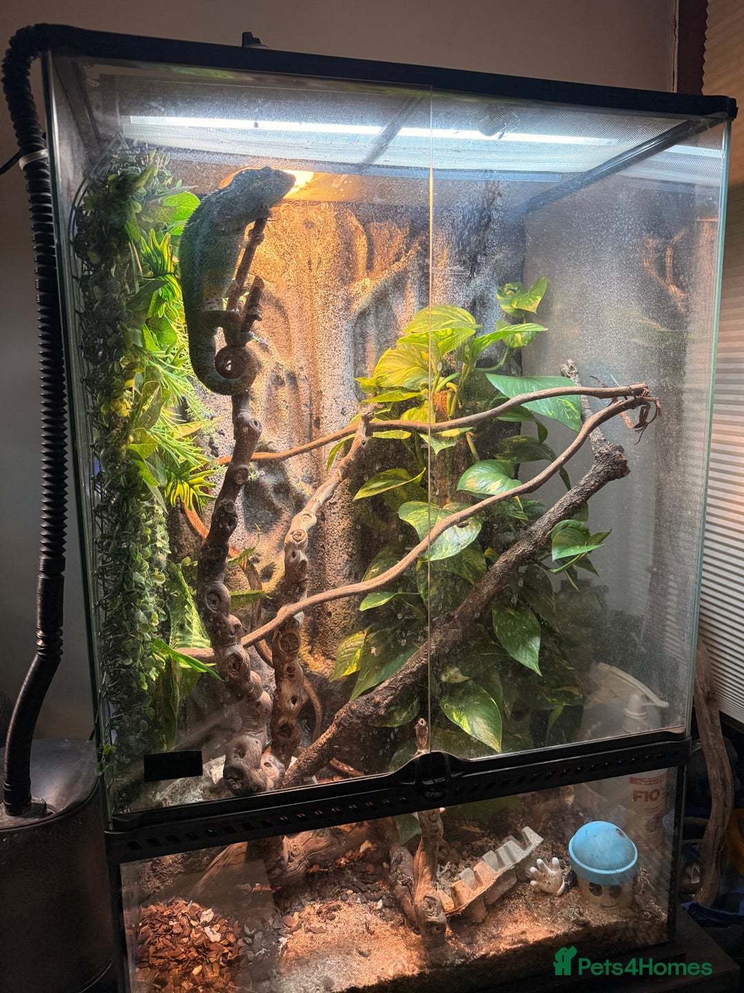 Chameleon reptiles for sale: Panther Chamaleon  - Advert 4