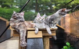 Maine Coon cats for sale: Stunning quality tica registered Mainecoon  - Image 4