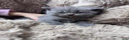 Scottish Fold cats for sale: Scottish striaght kittens registered  - Advert 14