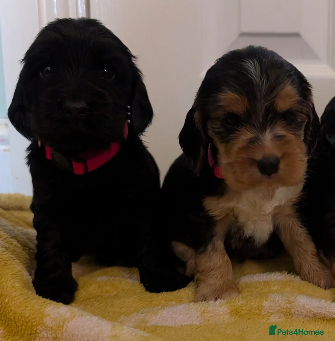 Cocker Spaniel dogs for sale: Kc Health Tested Show Type Cocker Spaniel Puppies - Advert 8