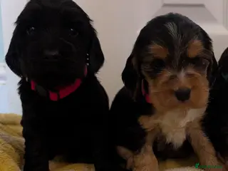 Cocker Spaniel dogs KC Health Tested Show Type Cocker Spaniel Puppies - Advert 16