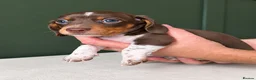 Miniature Dachshund dogs for sale: 🐾 BEAUTIFUL MINIATURE DACHSHUND PUPPIES 🐾 - Advert 3