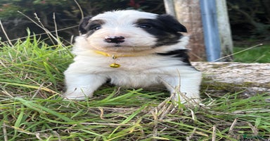 Bearded Collie dogs - Advert 1