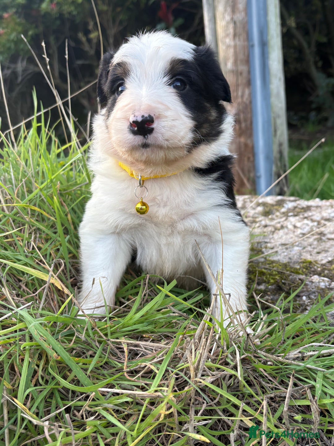 Bearded Collie dogs for sale: 🚨3/4 BEAUTIFUL BEARDIE PUPPIES 🚨 - Image 17