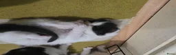Mixed Breed cats for sale: A mix of beautiful kittens - Advert 3